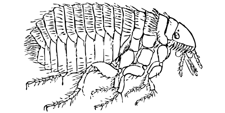 drawing-of-a-flea