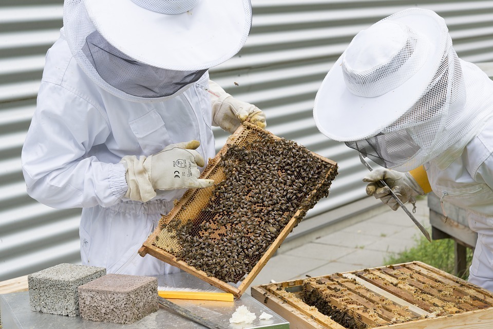 Tips for Getting Started with Beekeeping