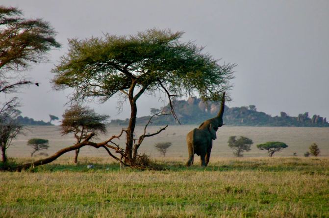 Top-Sites-to-See-in-the-Savanna-Grasslands-of-Africa