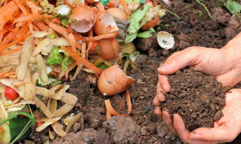What You Need to Know About Composting