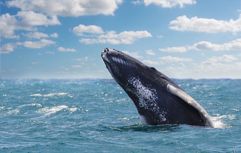 Where are the Best Places in he World to go Whale Watching