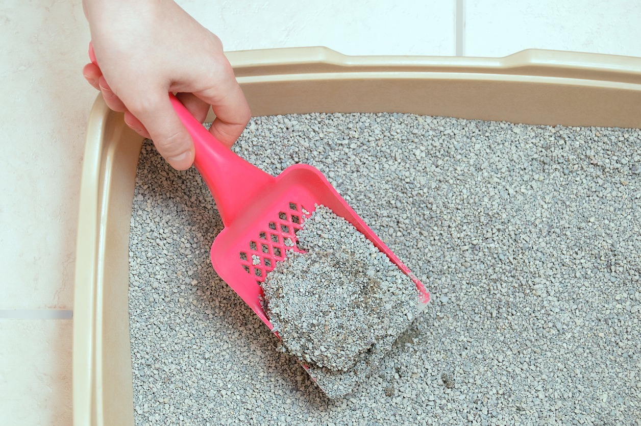 An-image-of-owner-cleaning-cats-litter-box