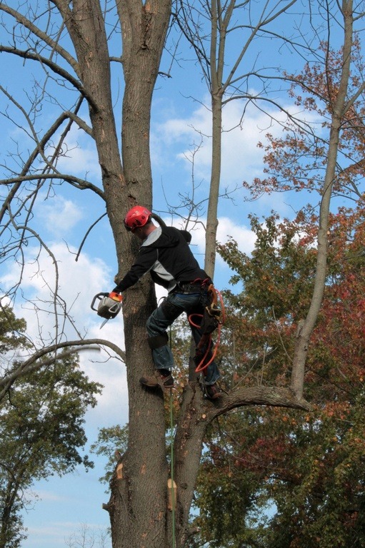 The Benefits of Professional Tree Removal in San Diego