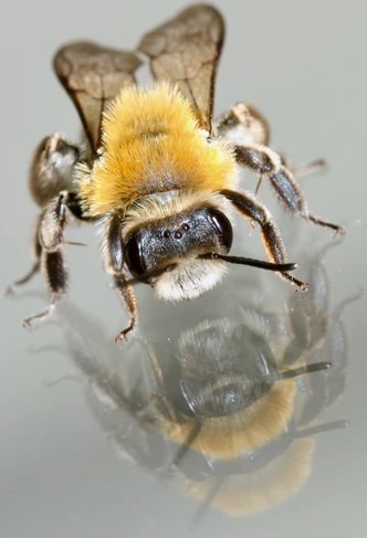 a-bumblebee-and-its-reflection-on-a-glass-surface