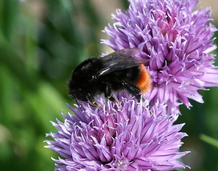 a-bumblebee-with-a-red-tail-on-a-purple-flower
