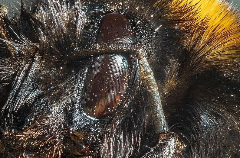 eyes-of-a-bumblebee-in-closeup