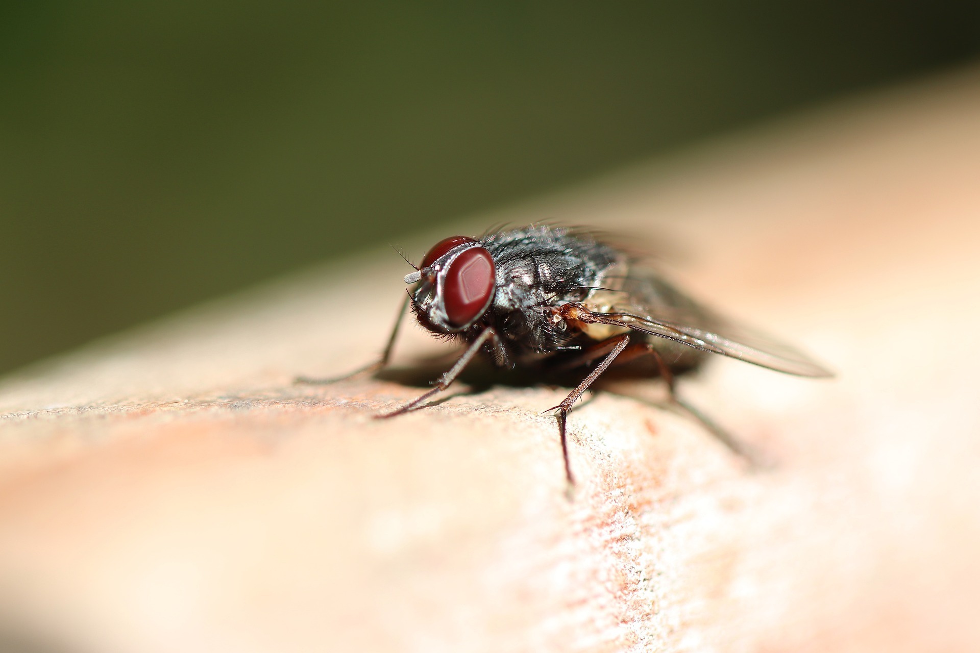 fly-insect-housefly