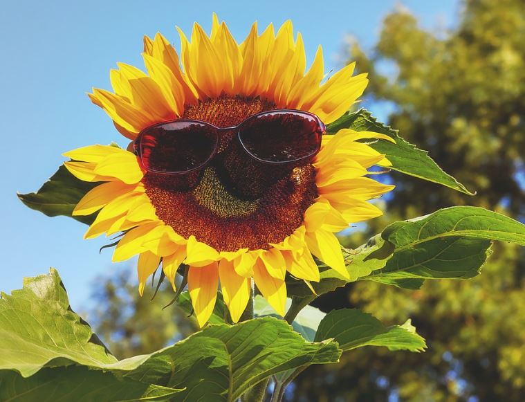 glasses-sunglasses-sun-sunflower