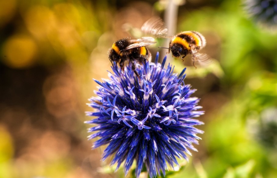 showing-two-bumblebees-flying-towards-a-purple-flower