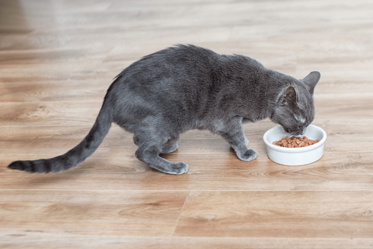 Managing Your Cat's Food Intake to Prevent Obesity