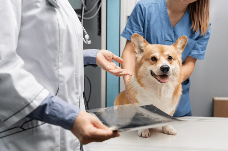 When to Seek Veterinary Help
