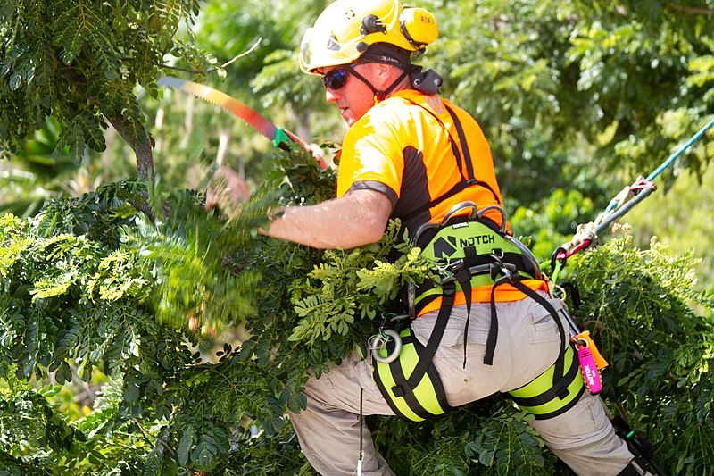 Rooted in Excellence Your Guide to Tree Services in Mesa, AZ