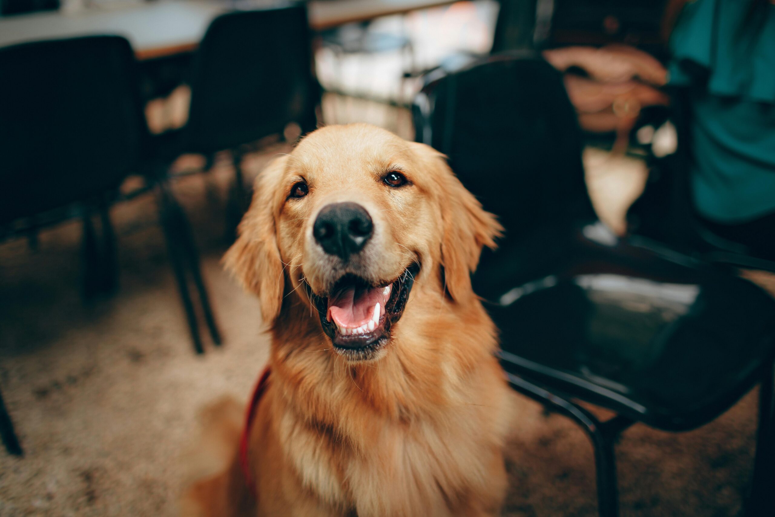 Common Health issues with Golden Retriever