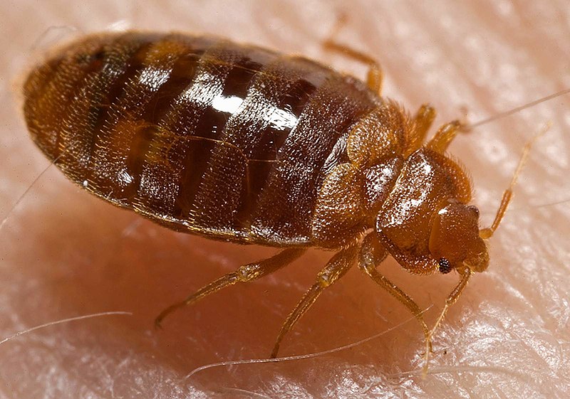 How to Choose the Right Extermination Company for Your Bed Bug Problem